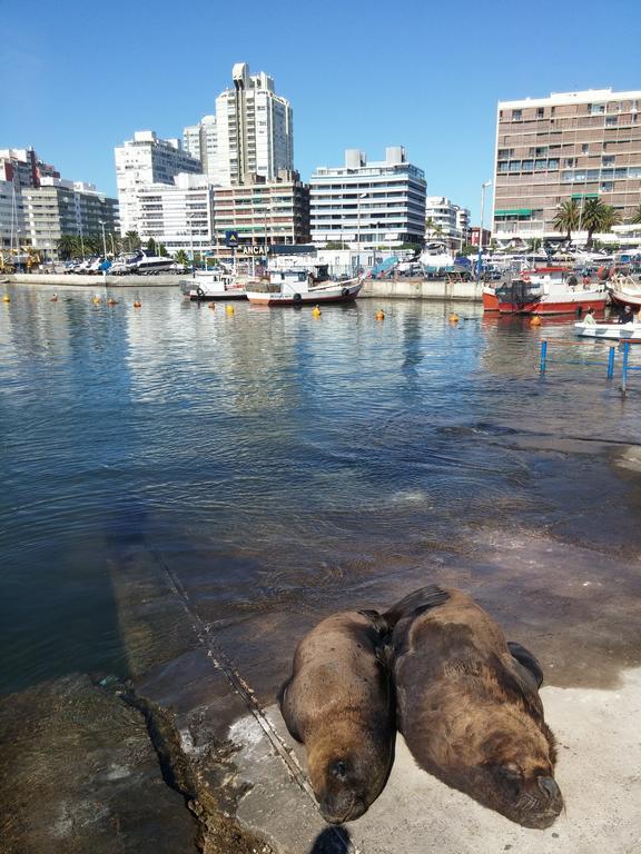 Edificio Canal Azul Punta del Este Eksteriør billede